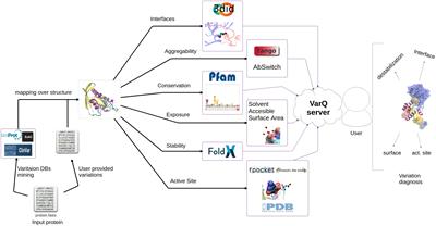 VarQ: A Tool for the Structural and Functional Analysis of Human Protein Variants